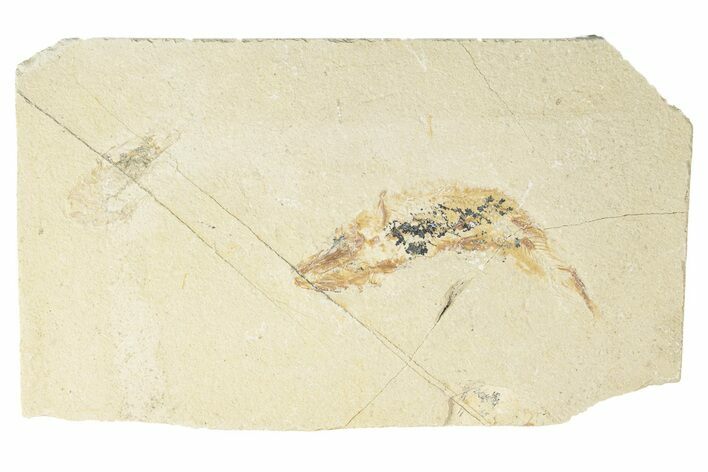 Cretaceous Fossil Fish With Shrimp - Lebanon #249856